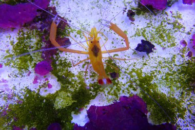 Altın boksör karidesi - (Stenopus spinosus)