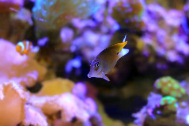 Tomini cerrah balığı namı diğer Tomini tang balığı - Ctenochaetus to miniensis