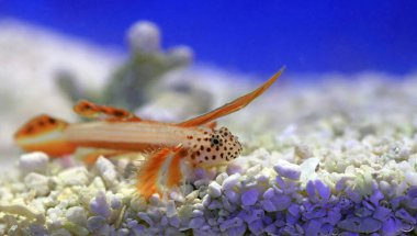 Alevli Karides Goby - Discordipinna griessingeri