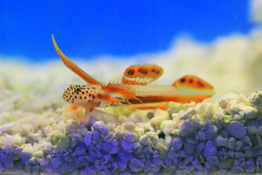 Alevli Karides Goby - Discordipinna griessingeri