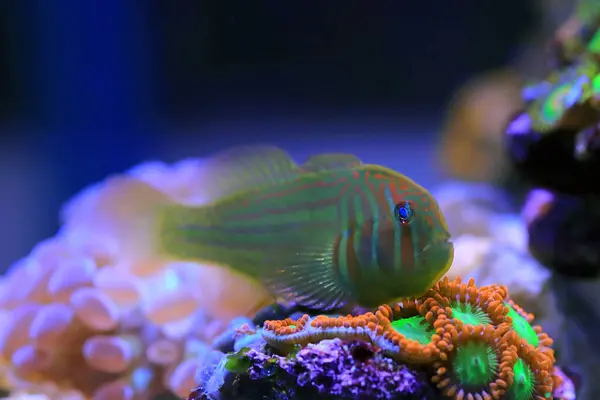 stock image Green Coral Goby-Gobiodon histrio