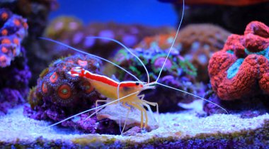 Lysmata amboinensis -  One of the most popular marine shrimp in home aquariums clipart