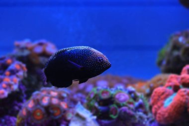 Black Leopard Wrasse - Makrofarengodon negrosensis