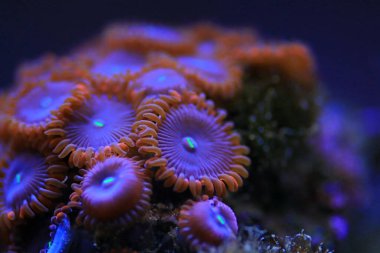 Zoanthidler mercan resifi akvaryum tanklarının en renkli poliplerinden biridir.