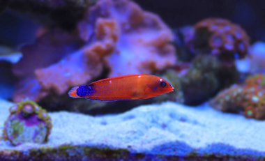 Kırmızı Coris Wrasse - (Coris gaimard) 