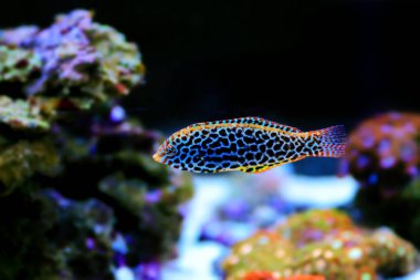 Siyah benekli leopar Wrasse - (Makrofaryngodon meleagris)