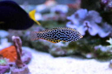 Siyah benekli leopar Wrasse - (Makrofaryngodon meleagris)
