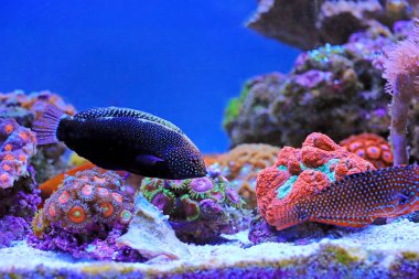 Black Leopard Wrasse - Makrofarengodon negrosensis