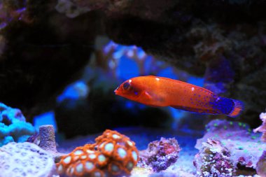 Kırmızı Coris Wrasse - (Coris gaimard) 