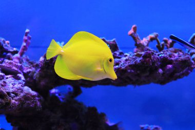 Hawaii Sarı Tang - Zebrasoma Alevleri