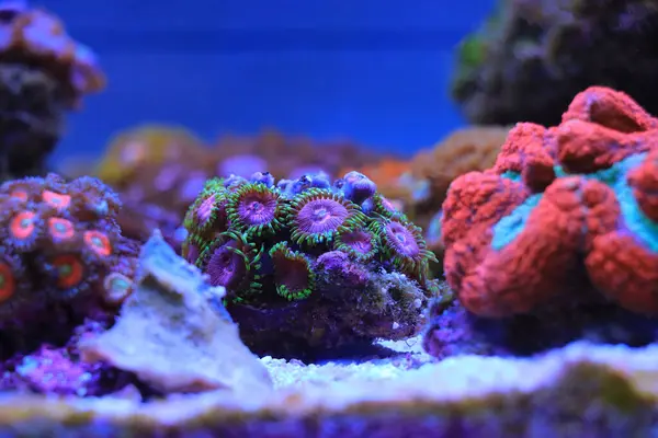 stock image Zoanthids are one of the most colorful polyps in coral reef aquarium tanks