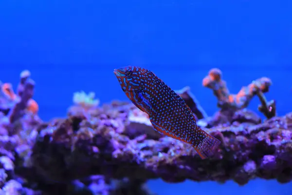 stock image Ornate Leopard Wrasse - (Macropharyngodon ornatus)