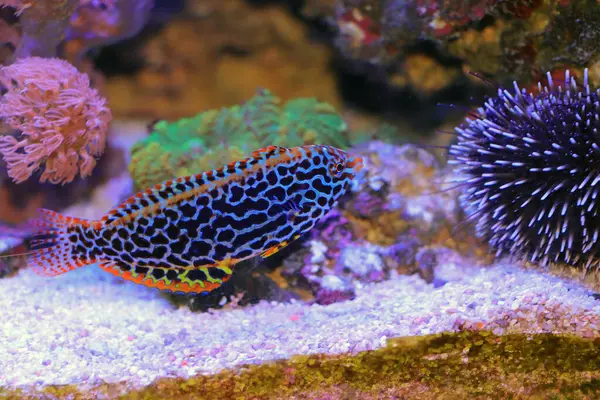 stock image Black spotted Leopard Wrasse  - (Macropharyngodon meleagris)