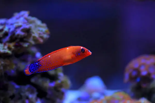 stock image Red Coris Wrasse - (Coris gaimard) 