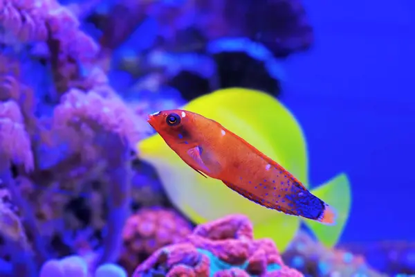 stock image Red Coris Wrasse - (Coris gaimard) 