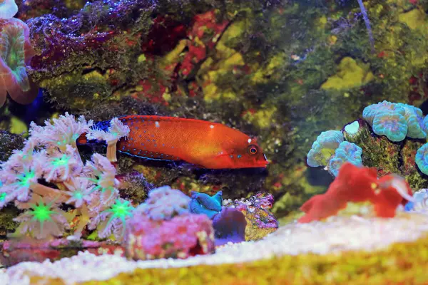 stock image Red Coris Wrasse - (Coris gaimard) 