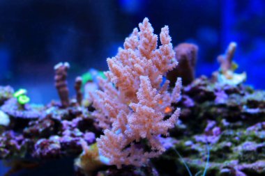 Nephthea pink soft coral - Nephtheidae sp.