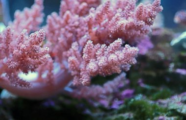 Nephthea pink soft coral - Nephtheidae sp.