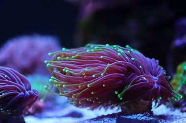 İnanılmaz meşale mercanı - Euphyllia glabrescens