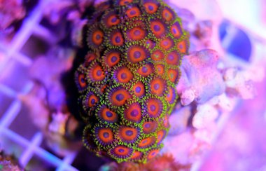 Zoanthids are one of the most colorful polyps in coral reef aquarium tanks clipart