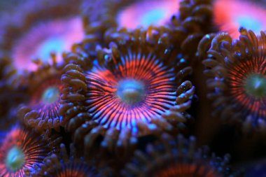 Zoanthidler mercan resifi akvaryum tanklarının en renkli poliplerinden biridir.
