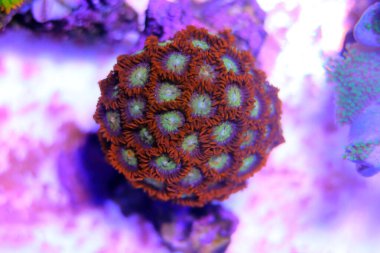 Zoanthidler mercan resifi akvaryum tanklarının en renkli poliplerinden biridir.