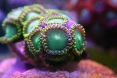 Zoanthidler mercan resifi akvaryum tanklarının en renkli poliplerinden biridir.