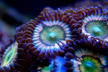 Zoanthidler mercan resifi akvaryum tanklarının en renkli poliplerinden biridir.