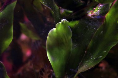 Caulerpa prolifera, tuzlu su mercan resif akvaryumunda yosun.