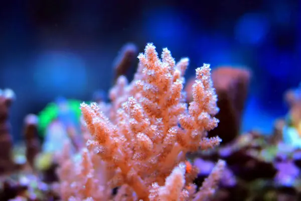 stock image Nephthea pink soft coral - Nephtheidae sp.