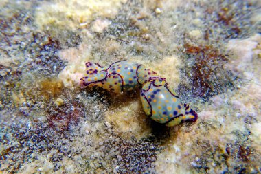 Renkli deniz kabarcığı salyangozu - Haminoea siyanocaudata 