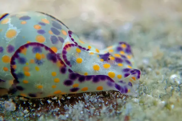 stock image Colorful sea bubble snail - Haminoea cyanocaudata 