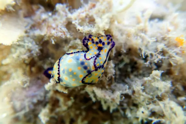 Stock image Colorful sea bubble snail - Haminoea cyanocaudata 