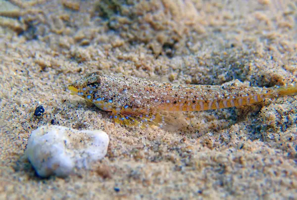 stock image The sailfin dragonet - (Callionymus pusillus)