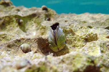 Endemic freshwater clam in Ohrid lake, underwater photography - Dreissena sp. clipart