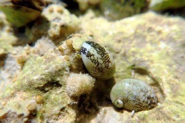 Tatlı su ve tuzlu su salyangozu - Theodoxus fluviatilis (nadir görüntüler)