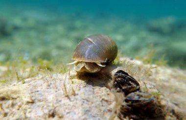 Ohri Gölü 'nde tatlı su salyangozu, sualtı görüntüsü - Radix auricularia