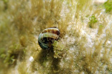 Tatlı su ve tuzlu su salyangozu - Theodoxus fluviatilis (nadir görüntüler)