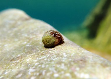 Freshwater and brackish water snail - Theodoxus fluviatilis (rare image) clipart