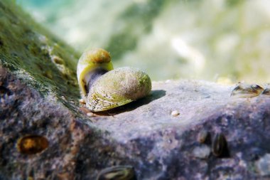 Freshwater and brackish water snail - Theodoxus fluviatilis (rare image) clipart