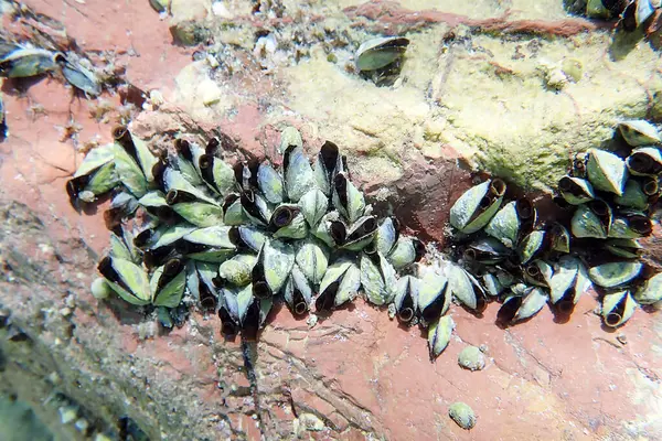 stock image Endemic freshwater clam in Ohrid lake, underwater photography - Dreissena sp.