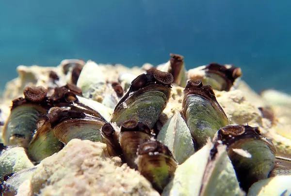 stock image Endemic freshwater clam in Ohrid lake, underwater photography - Dreissena sp.