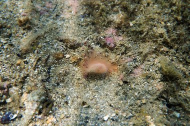 Limaria hians - Açık fileclam, sualtı görüntüsü Akdeniz 'e