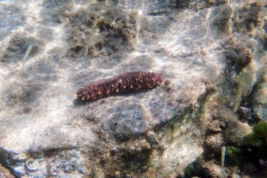 ' Holothuria tubulosa ', the cotton-spinner or tubular sea cucumber clipart