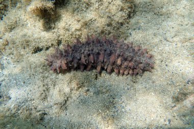 'Holothuria tubulosa', pamuk fırıldağı veya tüp şeklinde deniz hıyarı
