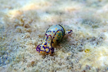 Renkli deniz kabarcığı salyangozu - Haminoea siyanocaudata 