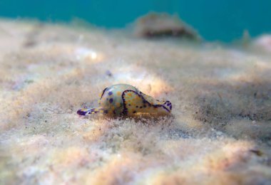 Renkli deniz kabarcığı salyangozu - Haminoea siyanocaudata 