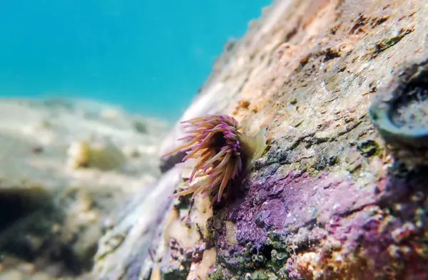 stock image Mediterranean snakelocks sea anemone - Anemonia sulcata