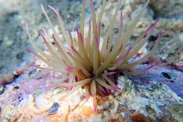 stock image Mediterranean snakelocks sea anemone - Anemonia sulcata