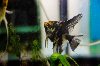 Tricolor koi tatlı su melek balığı - Pterophyllum scalare 